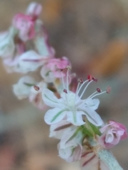 Eriogonum wrightii dentatum