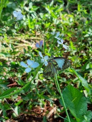 Pieriballia viardi