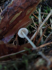 Mycena stylobates