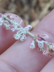 Eriogonum wrightii dentatum