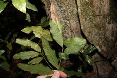 Beilschmiedia elliptica