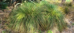 Carex secta