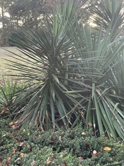 Yucca aloifolia