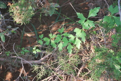 Cissus trifoliata