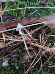Mycena stylobates