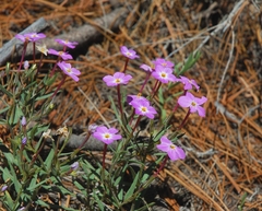 Phlox dolichantha