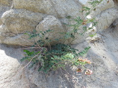 Hosackia crassifolia