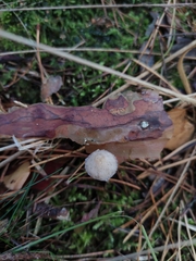 Mycena stylobates