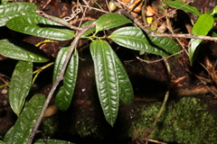 Ripogonum discolor