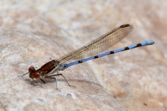 Argia joergenseni