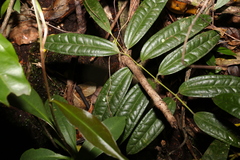 Ripogonum discolor