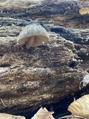 Pluteus granularis