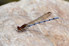 Argia joergenseni