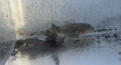 Cottus aleuticus
