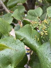 Eriophyes tiliae