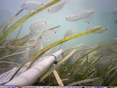Diplodus