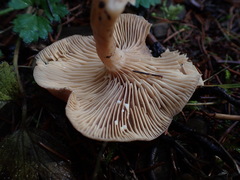 Lactarius glyciosmus