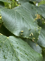 Eriophyes tiliae