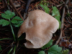 Lactarius glyciosmus