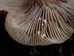 Lactarius glyciosmus