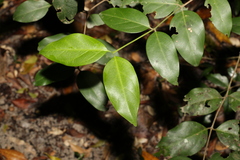 Psydrax lamprophylla