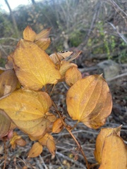 Smilax lasioneura