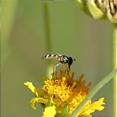 Allograpta obliqua