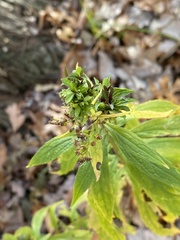 Procecidochares atra