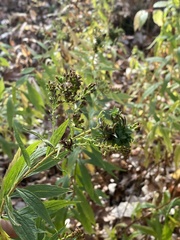 Procecidochares atra