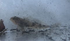 Cottus aleuticus