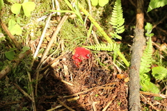 Sarcoscypha austriaca