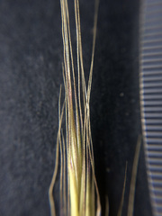Festuca myuros