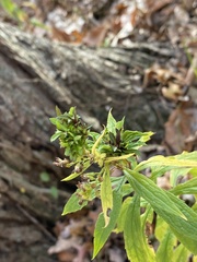 Procecidochares atra