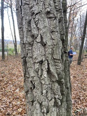 Quercus montana