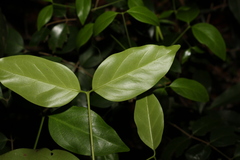 Psydrax lamprophylla