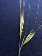 Festuca myuros