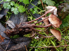 Mycena maculata