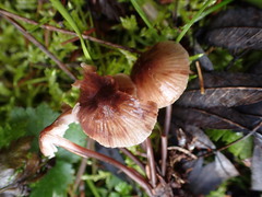 Mycena maculata