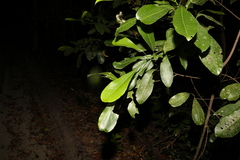 Acronychia littoralis