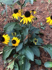 Rudbeckia