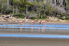 Phoenicopterus ruber