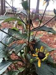 Rudbeckia