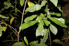 Acronychia littoralis
