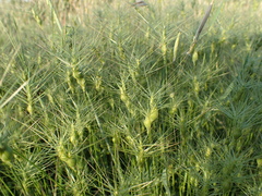 Aegilops