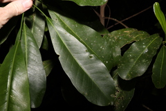 Acronychia littoralis