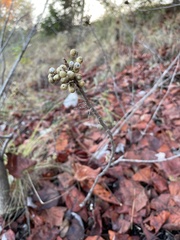 Toxicodendron vernix
