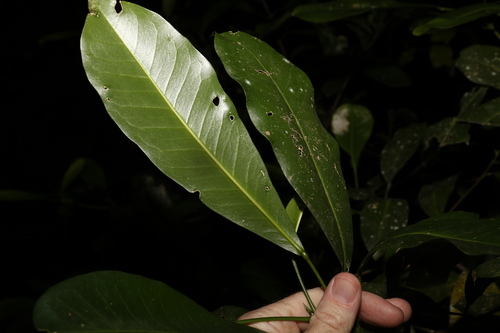 Image of Acronychia wilcoxiana by (c) Greg Tasney, some rights reserved (CC BY-SA)