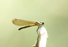 Heliocypha fenestrata