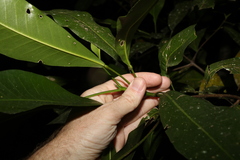 Acronychia littoralis
