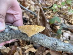 Neofavolus americanus